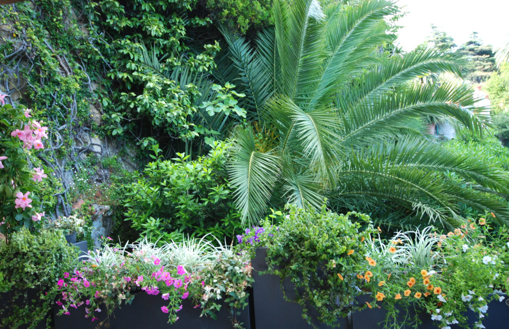 Giardino
